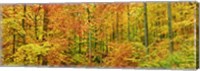 Beech Forest in Autumn, Kassel, Germany Fine Art Print