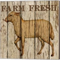 Farm Fresh Lamb Fine Art Print