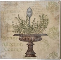 French Thyme Fine Art Print