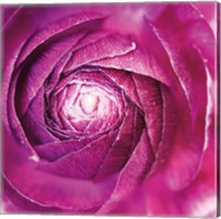 Ranunculus Abstract I Color Fine Art Print