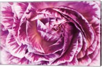 Ranunculus Abstract VI Color Fine Art Print