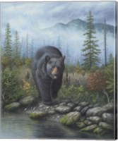 Smoky Mountain Black Bear Fine Art Print