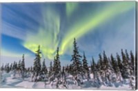 Aurora borealis over the Trees in Churchill, Manitoba, Canada Fine Art Print