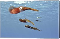 Reef Squid, USS Kittiwake, Grand Cayman Fine Art Print