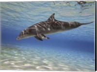 Bottlenose dolphin swimming the Barrier Reef, Grand Cayman Fine Art Print