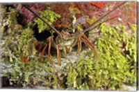 Spiny lobster hiding in the reef, Nassau, The Bahamas Fine Art Print