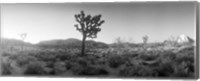 Joshua trees in a desert at sunrise, Joshua Tree National Park,California Fine Art Print