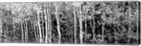 Aspen and Black Hawthorn trees in a forest, Grand Teton National Park, Wyoming BW Fine Art Print