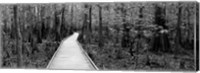 Boardwalk passing through a forest, Congaree National Park, South Carolina Fine Art Print