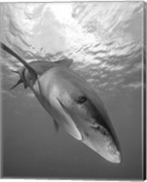 Oceanic Whitetip Shark, Cat Island, Bahamas Fine Art Print