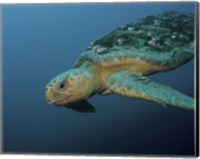 Loggerhead Sea Turtle off the coast of North Carolina Fine Art Print