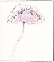 Single Pink Somniferums II on White Fine Art Print