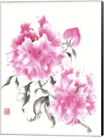 Peonie Blossoms I Fine Art Print