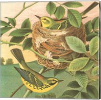 Goldfinch & Warbler B Fine Art Print
