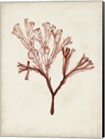 Seaweed Specimens V Fine Art Print