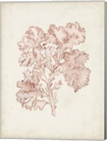 Seaweed Specimens VI Fine Art Print