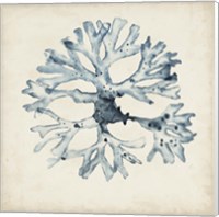 Seaweed Specimens X Fine Art Print