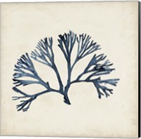Seaweed Specimens XI Fine Art Print