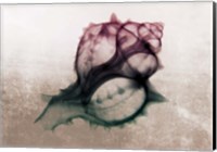 Ombre Sea Shell X-Ray Fine Art Print