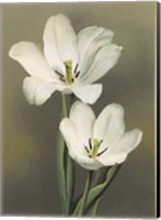 Tulipani Fine Art Print