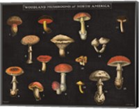 Mushroom Chart I Fine Art Print
