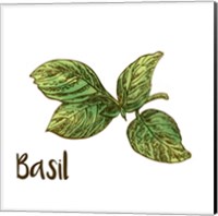 Basil Fine Art Print