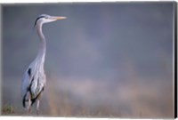 Great Blue Heron Fine Art Print