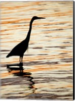 Silhouette of Great Blue Heron in Water at Sunset Fine Art Print