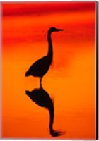 Great Blue Heron Fishing at Sunset Fine Art Print