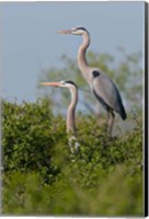 Great Blue Heron, pair in habitat, Texas Fine Art Print