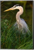 Great Blue Heron, stalking prey in wetland, Texas Fine Art Print