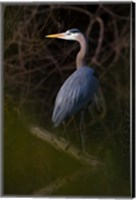 Great Blue Heron roosting, willow trees, Texas Fine Art Print