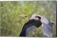 Great Blue Heron (Ardea herodias) with branch in bill, Washington Fine Art Print