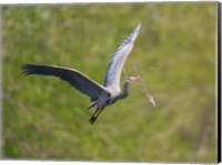 Washington Great Blue Heron flies with branch in its bill Fine Art Print