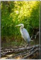 Great Blue Heron, Washington State Fine Art Print