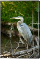 Washington State, Great Blue Heron Fine Art Print