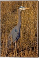 Washington, Seattle, Discovery Park Great Blue Heron Fine Art Print