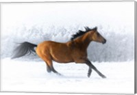 Pop of Color Running Horse Fine Art Print