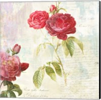 Redoute's Roses 2.0 II Fine Art Print