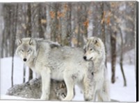 Grey wolves huddle together during a snowstorm, Quebec Fine Art Print