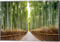 Bamboo Forest, Kyoto, Japan Fine Art Print