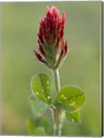 Crimson or Italian flora clover, Mississippi Fine Art Print