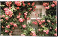 Roses and home, Nantucket Island Fine Art Print