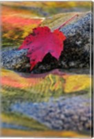 Red Maple leaf on rock in Swift River, White Mountain National Forest, New Hampshire Fine Art Print