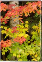 Autumn color, White Mountain Forest, New Hampshire Fine Art Print