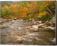 River flowing through Forest in Autumn, White Mountains National Forest, New Hampshire Fine Art Print