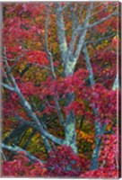 Franconia Notch State Park, White Mountains, New Hampshire Fine Art Print