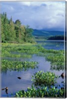 Pickerel Weed, Pontook Reservoir, Androscoggin River, New Hampshire Fine Art Print