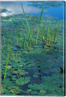 Water Lilies, New Hampshire Fine Art Print