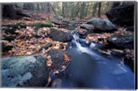 Great Brook Trail in Late Fall, New Hampshire Fine Art Print